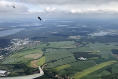 Mit Seeadlern in der Thermik